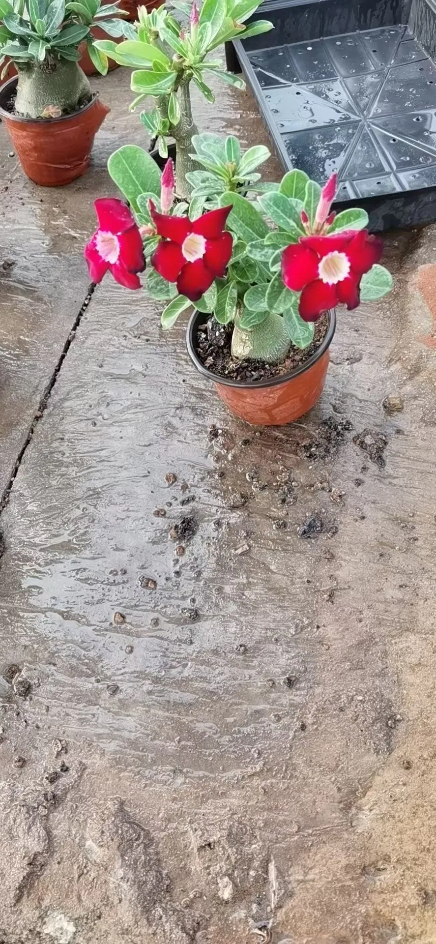 Popular Landscape Plants Adenium Obesum Desert Rose Potted Plants