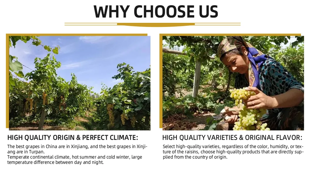 Ready-to-Eat Firm Flesh Packaging Dried Fruit Red Raisin Golden Raisin