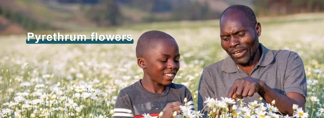 Baisifu Pyrethrum Extract Water-Soluble Pyrethrins 50% CAS: 8003-34-7