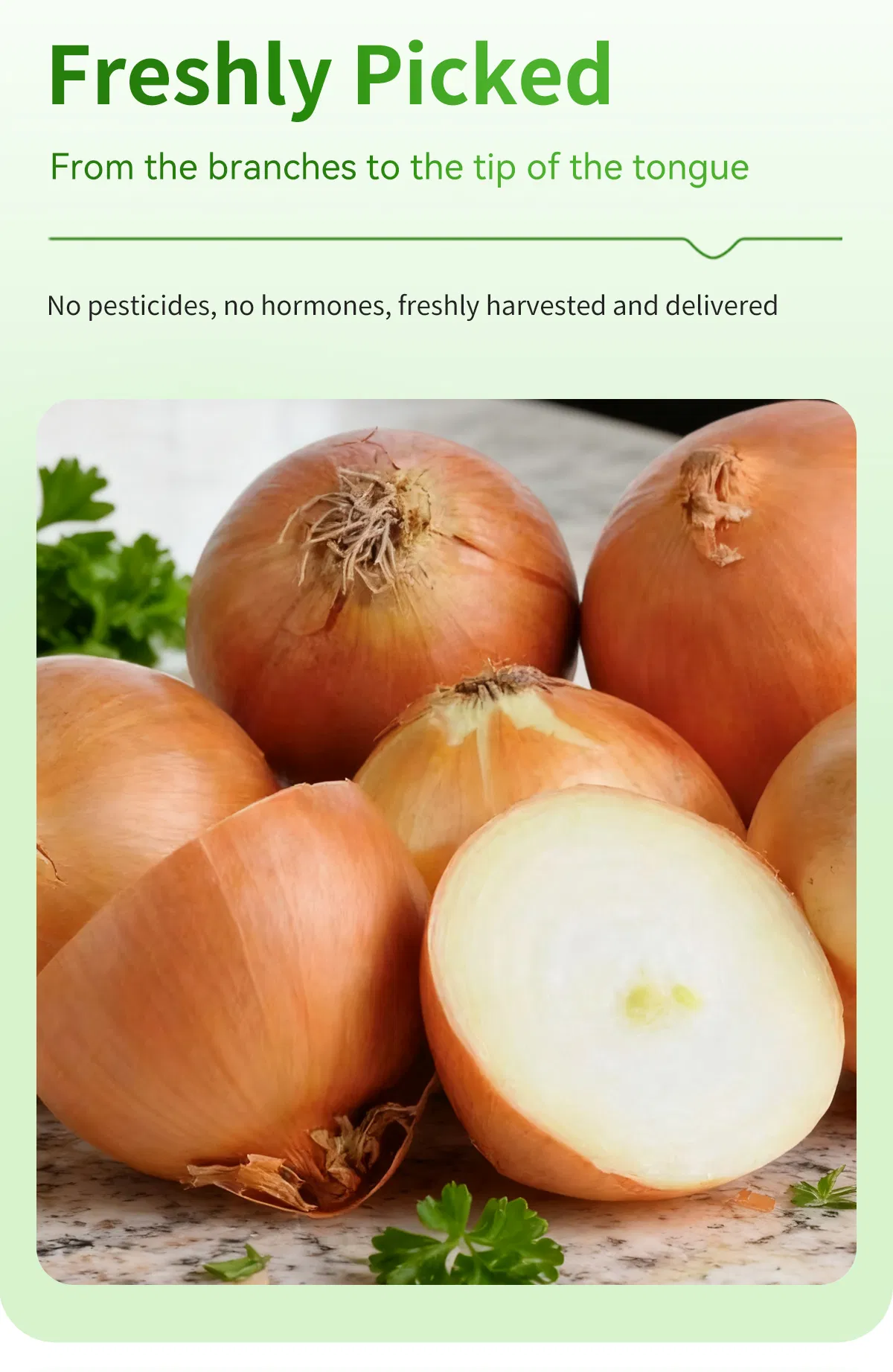 Fresh Yellow Onion From China Supplier