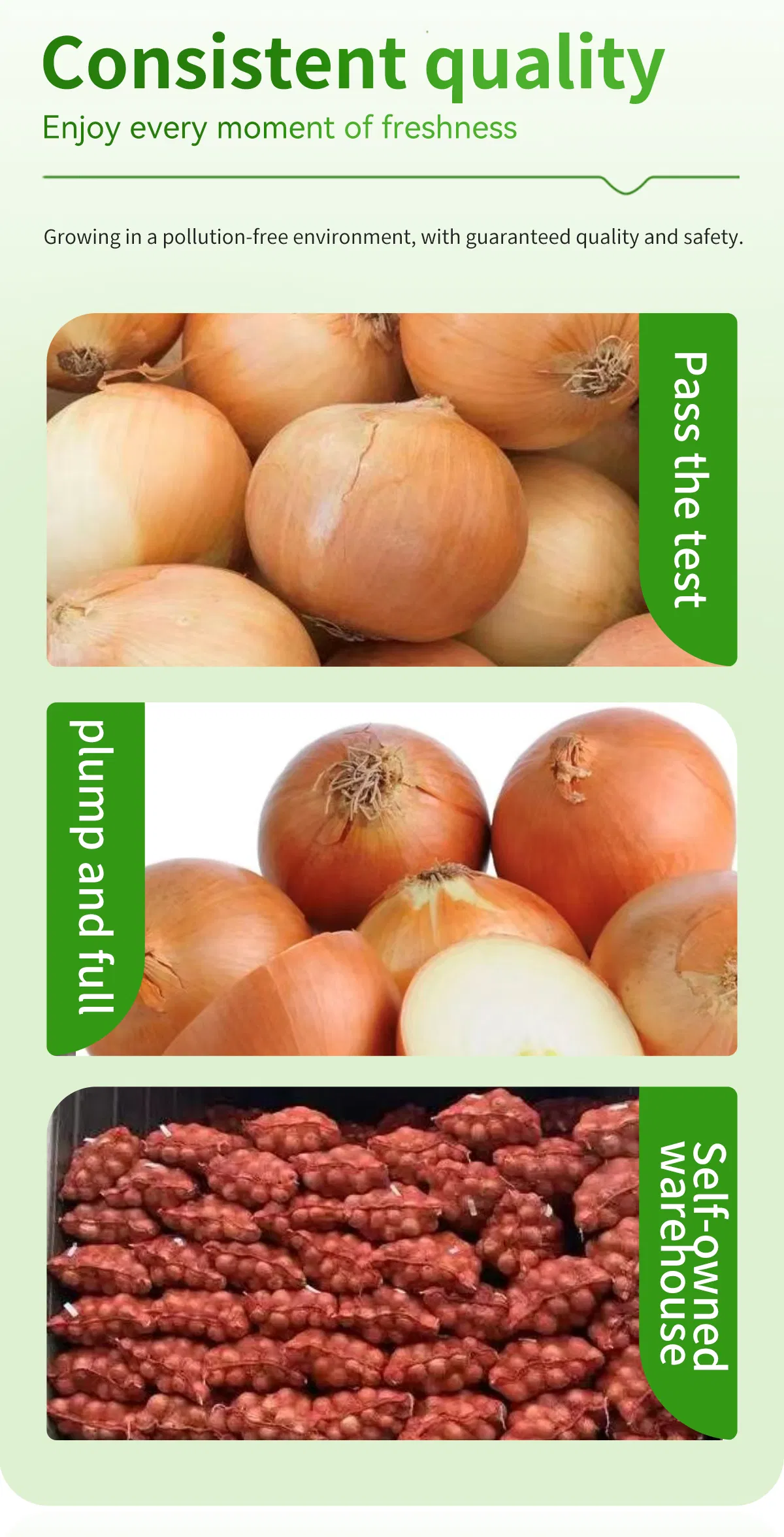 Fresh Yellow Onion From China Supplier