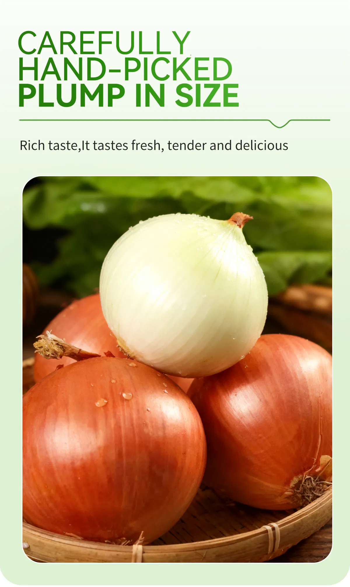 Fresh Yellow Onion From China Supplier