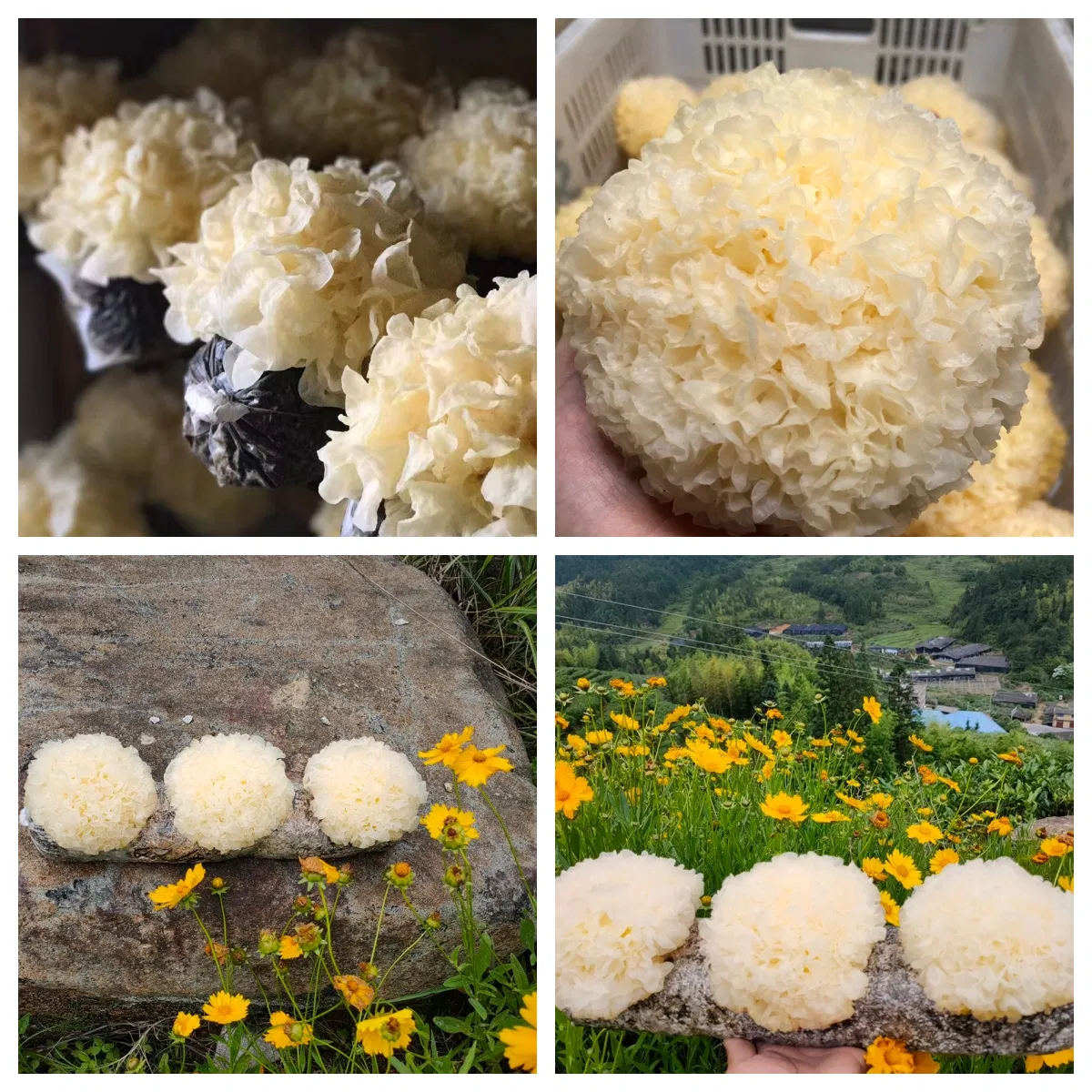 Organic Dried Snow Fungus: Culinary Treasure for Health Enthusiasts