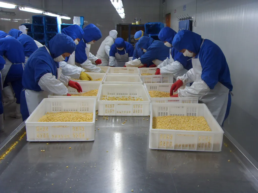 Sinocharm Halal Organic IQF Frozen Yellow Sweet Corn Kernel