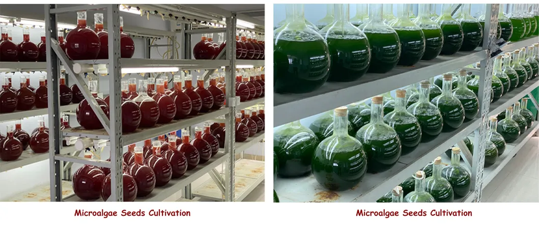 Natural Microalgae DHA Algal Algae Oil High Purity 50% DHA for Nutrition Supplements CAS6217-54-5